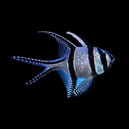 Banggai Cardinal fish swimming in an aquarium available for sale online and in store at AFD