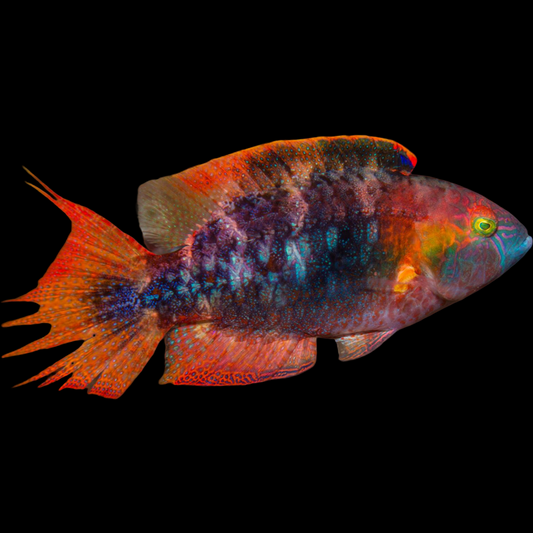 Two Spot Wrasse swimming in an aquarium. One of our saltwater reef fish for sale online at AFD