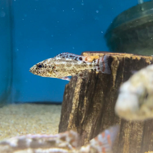 Nimbochromis polystigma small