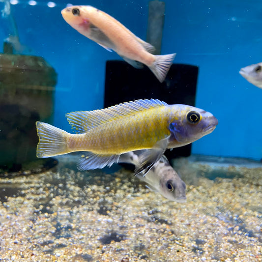 Otopharynx Lithobates Red Top  Male