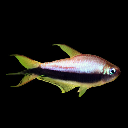 Emperor Tetra - Palmeri