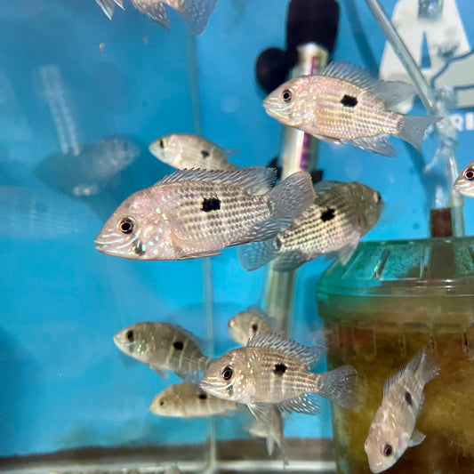 Geophagus Brasiliensis