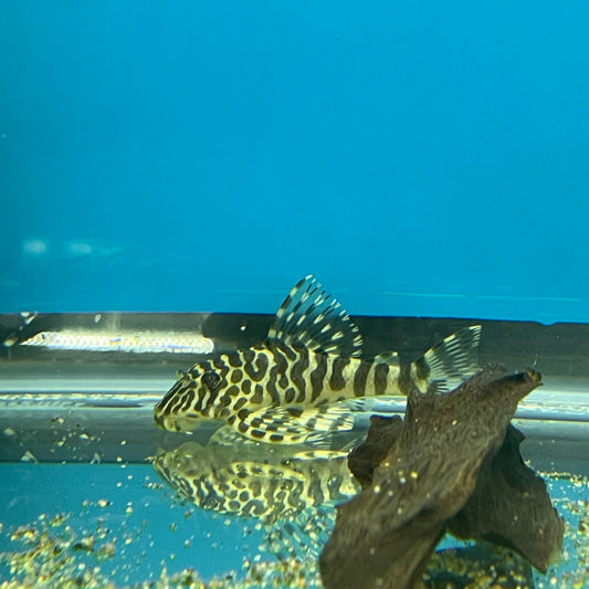 Leopard Frog Pleco L134 Large