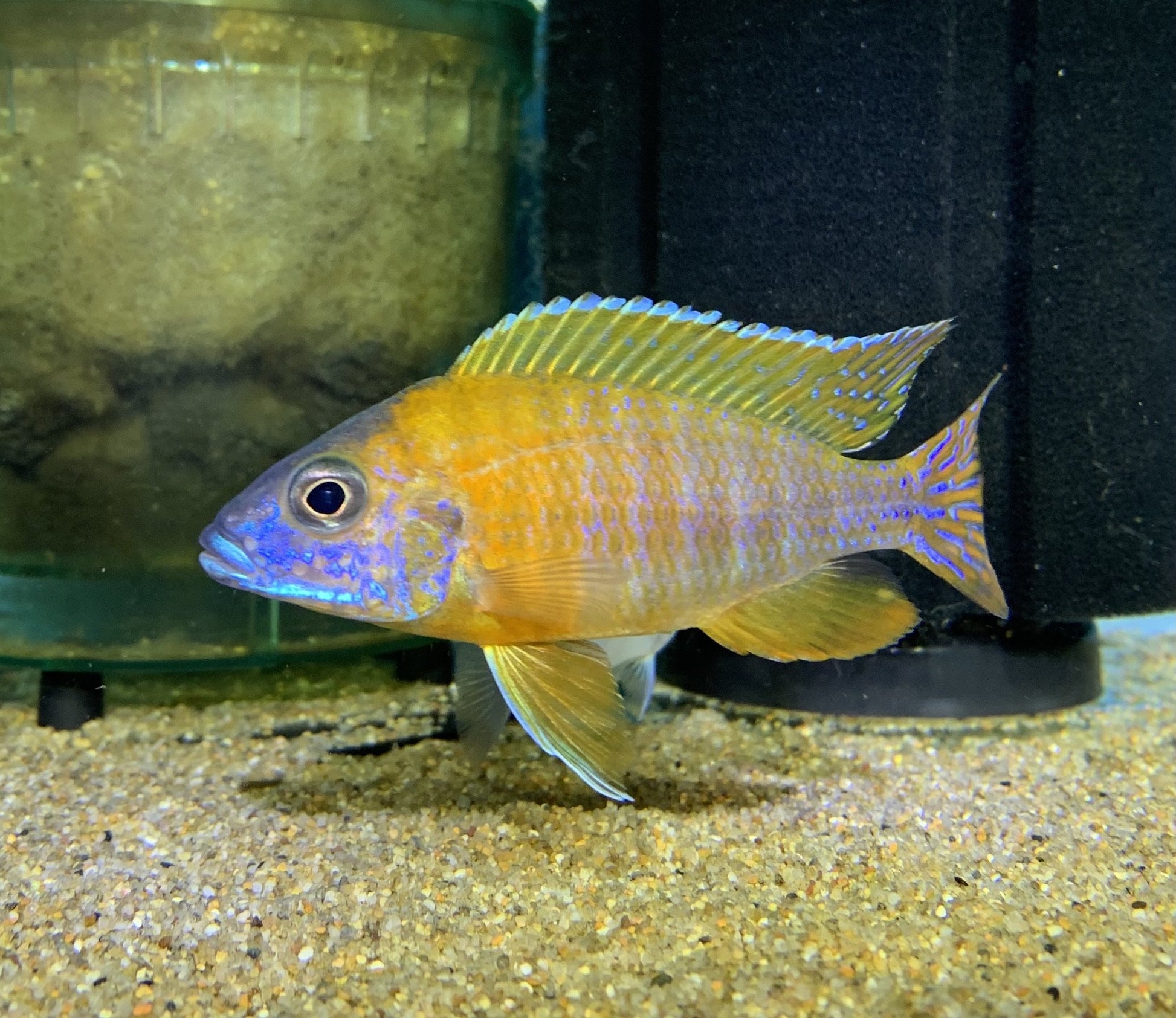 Beautiful 'German Red' Peacock swimming in an aquarium available for sale at AFD