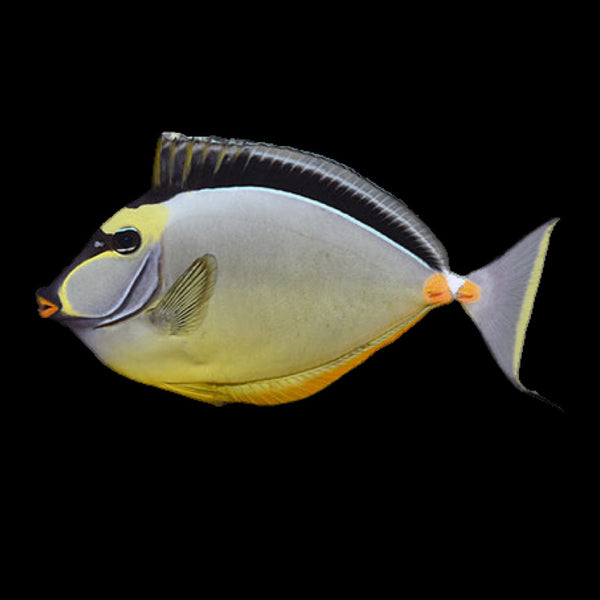 Naso Tang - for sale at Aquarium Fish Depot