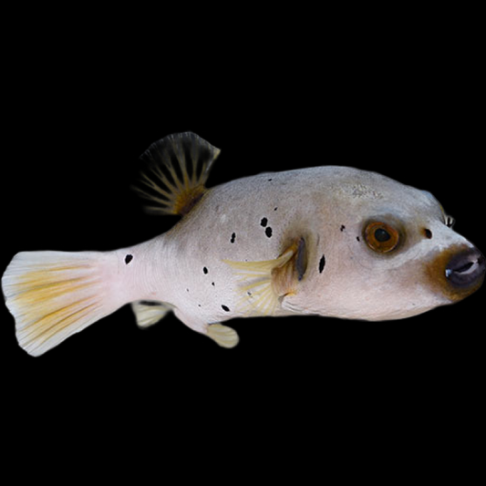 Dogface Puffer swimming in an aquarium. One of our saltwater reef fish for sale online at AFD