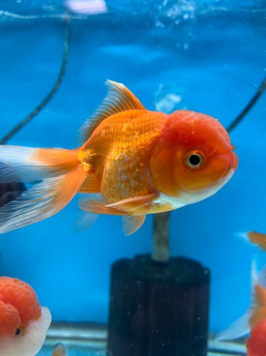 Goldfish, Aquarium Fish Depot