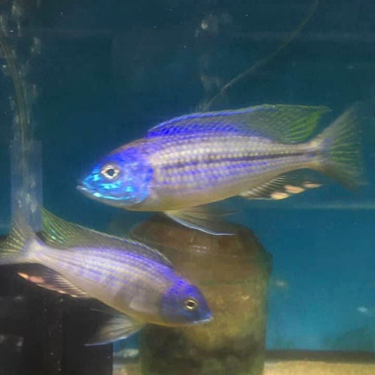 Nyassachromis Prostoma Orange Cap